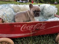 Petunia, a female French Bulldog for sale in Berryville, AR – Photo 3 of 6