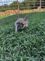 Petunia, a female French Bulldog for sale in Berryville, AR – Photo 5 of 6