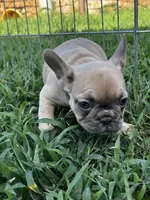 Petunia, a female French Bulldog for sale in Berryville, AR – Photo 6 of 6