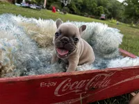 Petunia, a female French Bulldog for sale in Berryville, AR – Photo 2 of 6