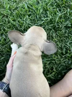 Petunia, a female French Bulldog for sale in Berryville, AR – Photo 4 of 6