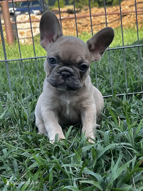 Petunia, a female French Bulldog for sale in Berryville, AR – Photo 1 of 6