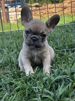 Petunia, a female French Bulldog for sale in Berryville, AR – Photo 1 of 6