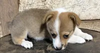 Trixie, a female Pembroke Welsh Corgi for sale in Berryville, AR – 1 of 3