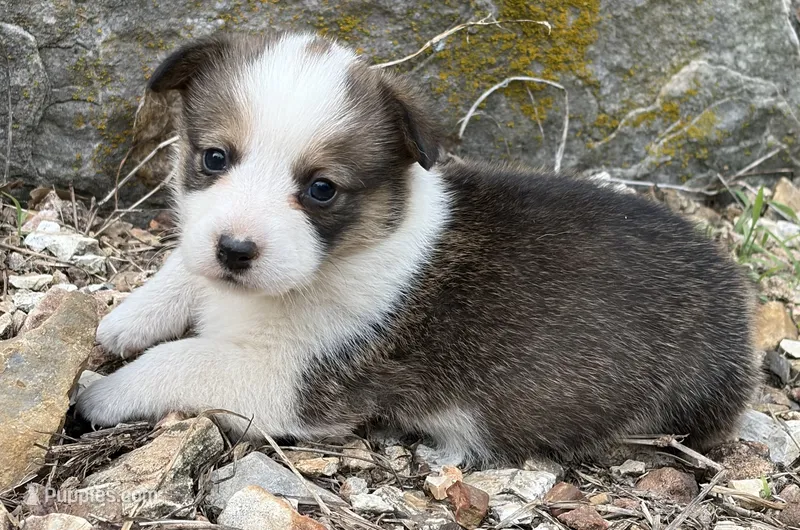 Dottie – Pembroke Welsh Corgi puppy for sale in Berryville, AR