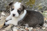 Dottie, a female Pembroke Welsh Corgi for sale in Berryville, AR – 1 of 2