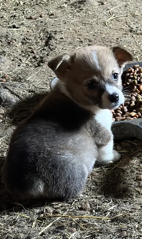 Little Donnie – Pembroke Welsh Corgi puppy for sale in Berryville, AR