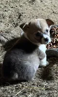 Little Donnie, a male Pembroke Welsh Corgi for sale in Berryville, AR – 1 of 3