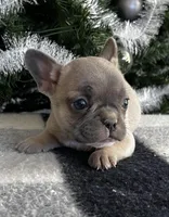 Cody, a male French Bulldog for sale in Berryville, AR – Photo 3 of 5