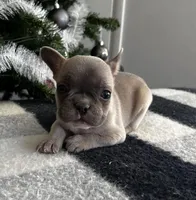 Cody, a male French Bulldog for sale in Berryville, AR – Photo 4 of 5