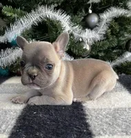 Cody, a male French Bulldog for sale in Berryville, AR – Photo 2 of 5