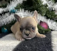 Cody, a male French Bulldog for sale in Berryville, AR – Photo 5 of 5