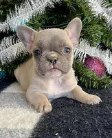 Cody, a male French Bulldog for sale in Berryville, AR – Photo 1 of 5