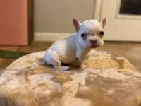 Patrick, a male French Bulldog for sale in Berryville, AR – Photo 1 of 3