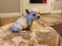 Patrick, a male French Bulldog for sale in Berryville, AR – Photo 3 of 3