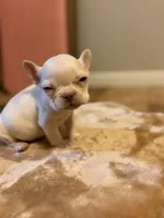 Patrick, a male French Bulldog for sale in Berryville, AR – Photo 2 of 3