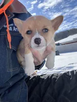 Annie, a female Pembroke Welsh Corgi for sale in Berryville, AR – Photo 2 of 5