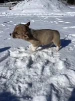 Annie, a female Pembroke Welsh Corgi for sale in Berryville, AR – Photo 3 of 5