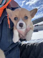 Annie, a female Pembroke Welsh Corgi for sale in Berryville, AR – Photo 5 of 5