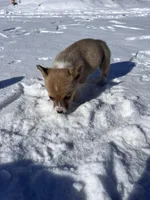 Annie, a female Pembroke Welsh Corgi for sale in Berryville, AR – Photo 4 of 5