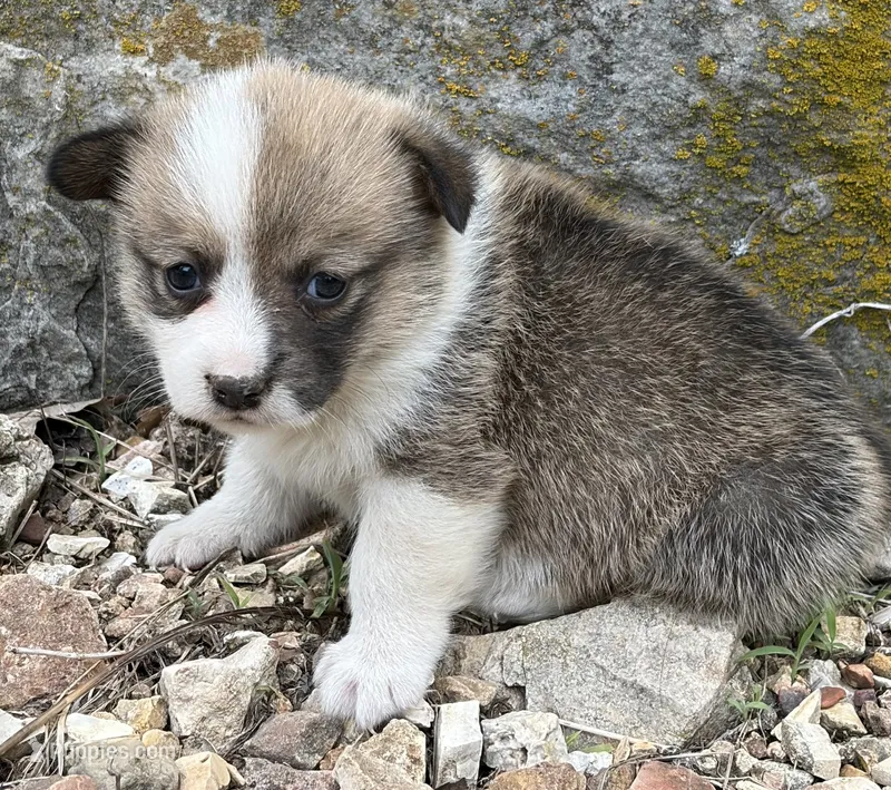 Trixie – Pembroke Welsh Corgi puppy for sale in Berryville, AR