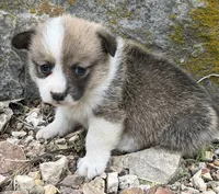 Trixie, a female Pembroke Welsh Corgi for sale in Berryville, AR – 1 of 2