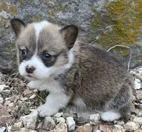 Big Eddie, a male Pembroke Welsh Corgi for sale in Berryville, AR – 2 of 2
