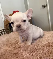 Pamela, a female French Bulldog for sale in Berryville, AR – Photo 3 of 7