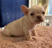 Pamela, a female French Bulldog for sale in Berryville, AR – Photo 4 of 7