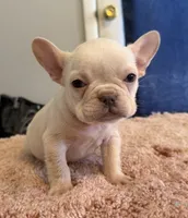 Pamela, a female French Bulldog for sale in Berryville, AR – Photo 5 of 7
