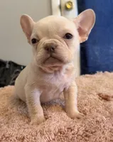 Pamela, a female French Bulldog for sale in Berryville, AR – Photo 2 of 7