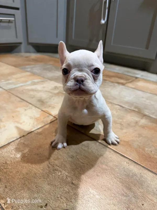 Pamela, a female French Bulldog for sale in Berryville, AR – Photo 1 of 7