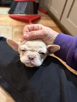 Pamela, a female French Bulldog for sale in Berryville, AR – Photo 7 of 7