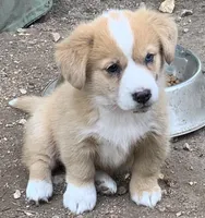 Uno Auggie, a female Pembroke Welsh Corgi and Miniature Australian Shepherd for sale in Berryville, AR – Photo 3 of 3