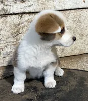 Patch, a male Pembroke Welsh Corgi for sale in Berryville, AR – 1 of 2