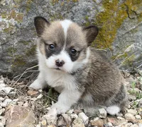 Big Eddie, a male Pembroke Welsh Corgi for sale in Berryville, AR – 1 of 2