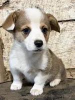 Patch, a male Pembroke Welsh Corgi for sale in Berryville, AR – 2 of 2