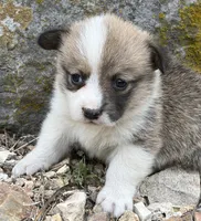 Trixie, a female Pembroke Welsh Corgi for sale in Berryville, AR – 2 of 2