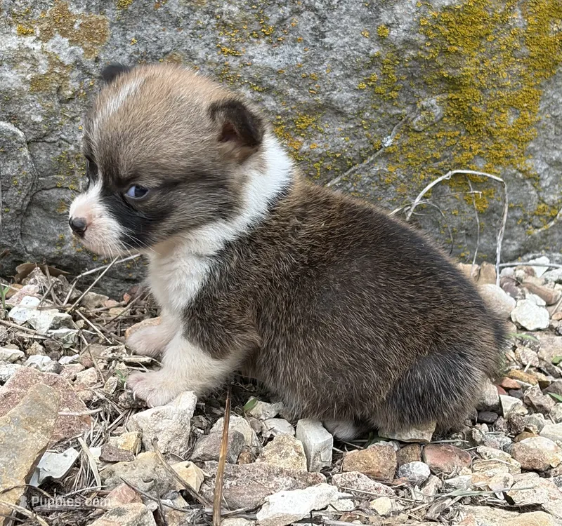Little Donnie – Pembroke Welsh Corgi puppy for sale in Berryville, AR