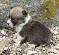 Little Donnie, a male Pembroke Welsh Corgi for sale in Berryville, AR – 1 of 2