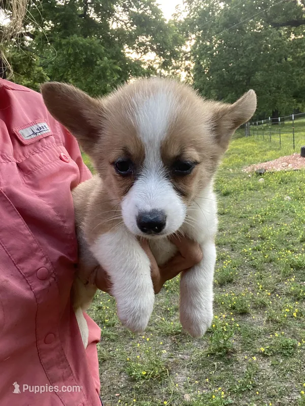 Mae, a female Pembroke Welsh Corgi for sale in Berryville, AR – Photo 1 of 2