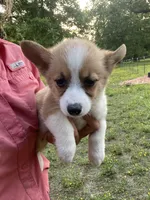 Mae, a female Pembroke Welsh Corgi for sale in Berryville, AR – Photo 1 of 2