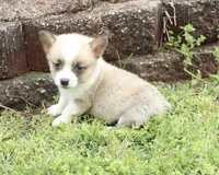 Mae, a female Pembroke Welsh Corgi for sale in Berryville, AR – Photo 2 of 2