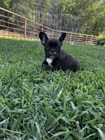 Solid, a male French Bulldog for sale in Berryville, AR – Photo 3 of 5