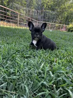 Solid, a male French Bulldog for sale in Berryville, AR – Photo 4 of 5