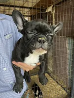 Solid, a male French Bulldog for sale in Berryville, AR – Photo 5 of 5