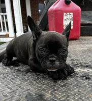 Solid, a male French Bulldog for sale in Berryville, AR – Photo 2 of 5