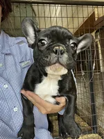 Solid, a male French Bulldog for sale in Berryville, AR – Photo 1 of 5