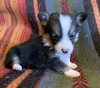 Annie Oakley, a female Pembroke Welsh Corgi for sale in Berryville, AR – Photo 2 of 2