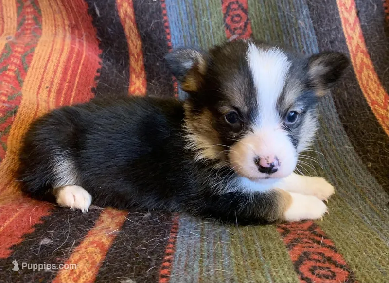 Annie Oakley, a female Pembroke Welsh Corgi for sale in Berryville, AR – Photo 1 of 2